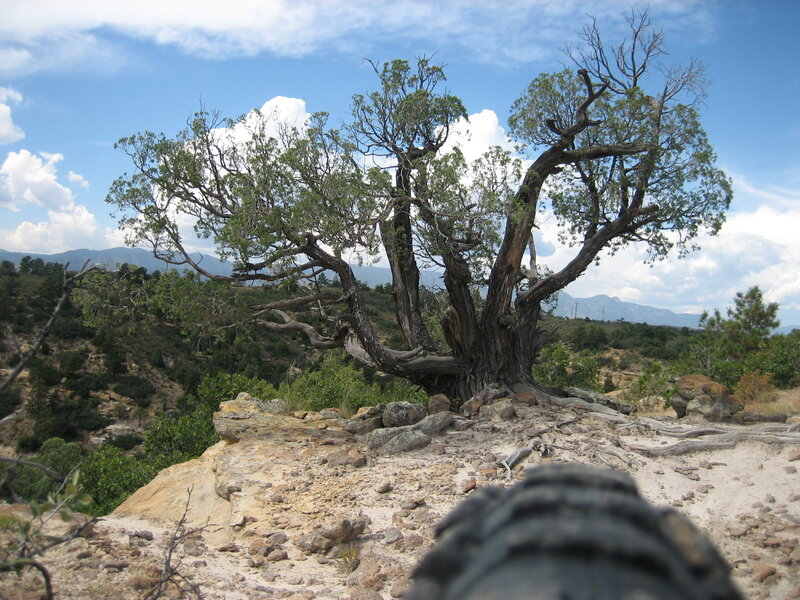 Ancient Juniper Tree
