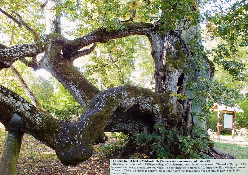 Ancient Lime Tree