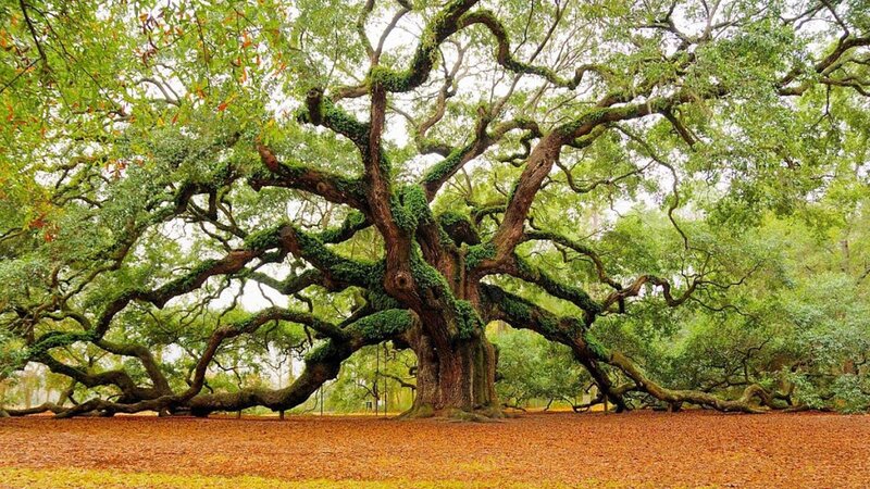 Ancient Live Oak Tree — Green, Serene, Autumn, Photograph, Leaves, Ground