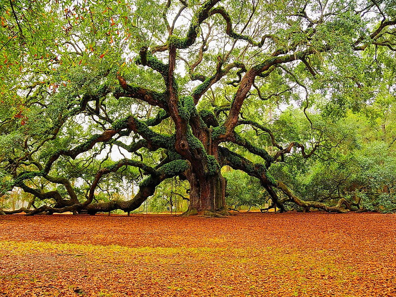 Ancient Live Oak Tree — Green, Serene, Autumn, Photograph