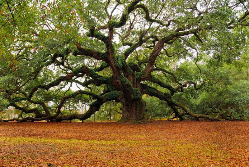 Ancient Live Oak Tree — Green, Serene, Autumn