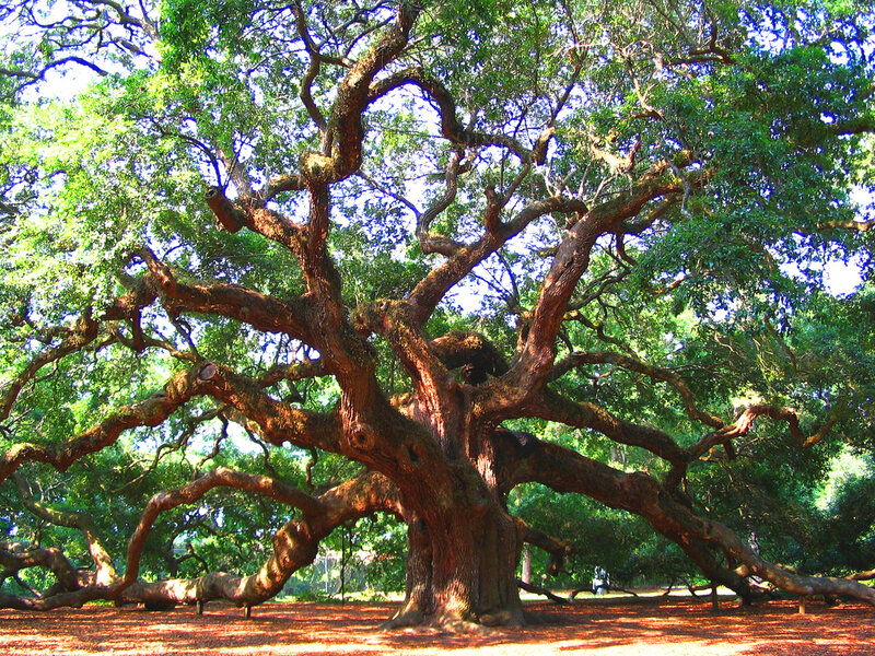 Ancient Live Oak Tree — Green, Serene