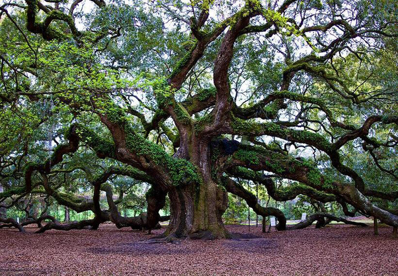 Ancient live oak tree