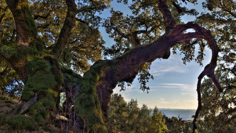 Ancient Moss-covered Oak