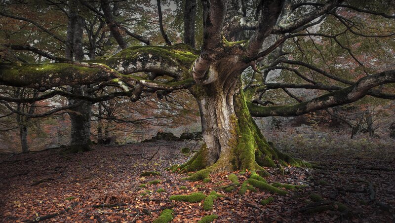 Ancient Moss-covered Tree — Green, Serene, Autumn