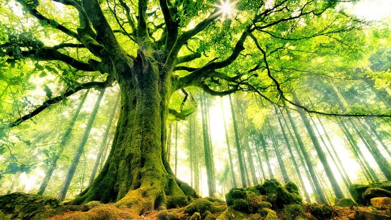 Ancient Moss-covered Tree — Green, Serene, Morning