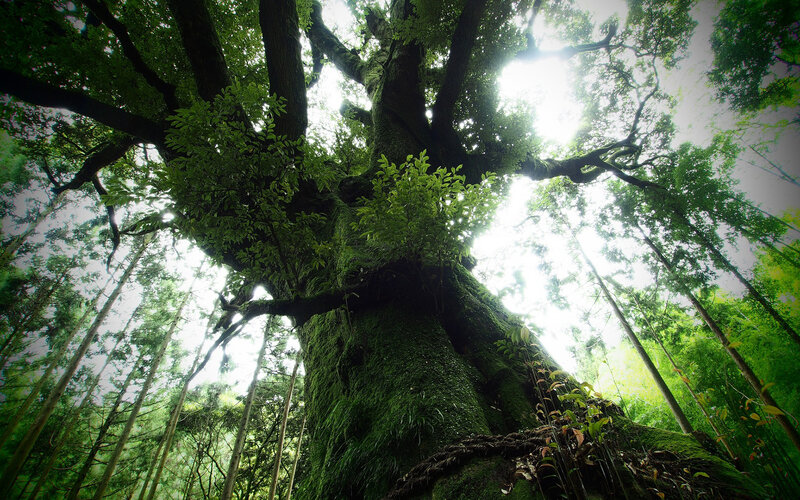 Ancient Moss-covered Tree — Green, Serene
