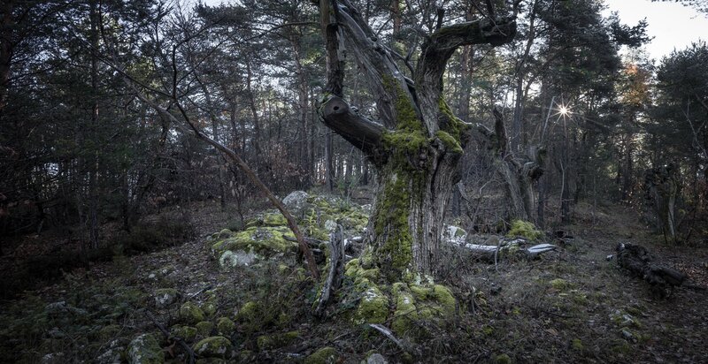 Ancient Moss-covered Tree — Green, Somber