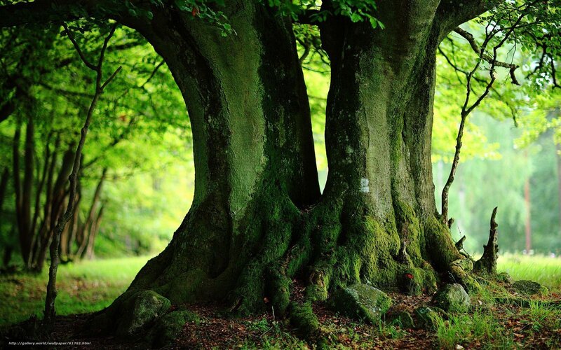 Ancient Moss-covered Tree — Green