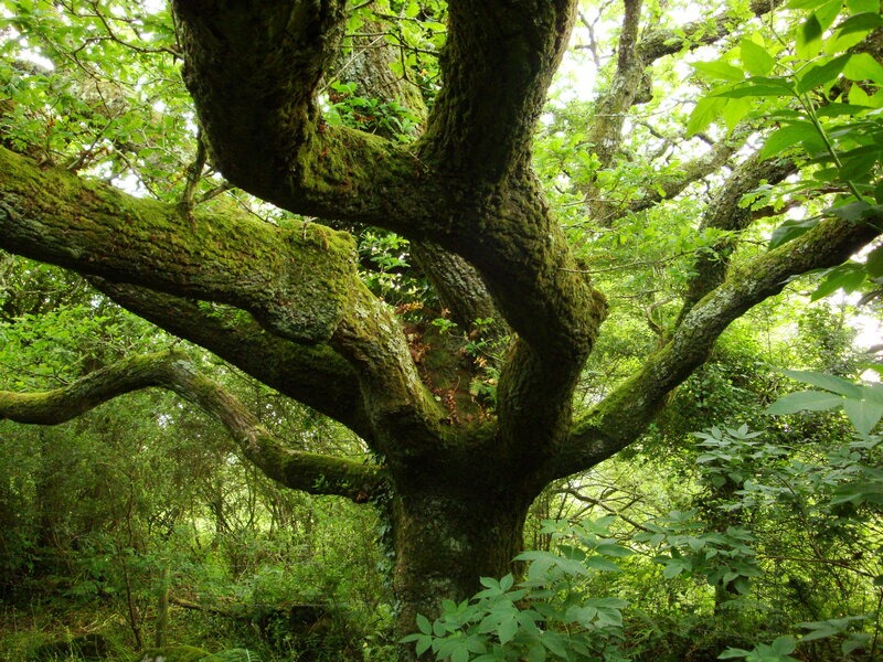 ancient moss-covered tree in forest
