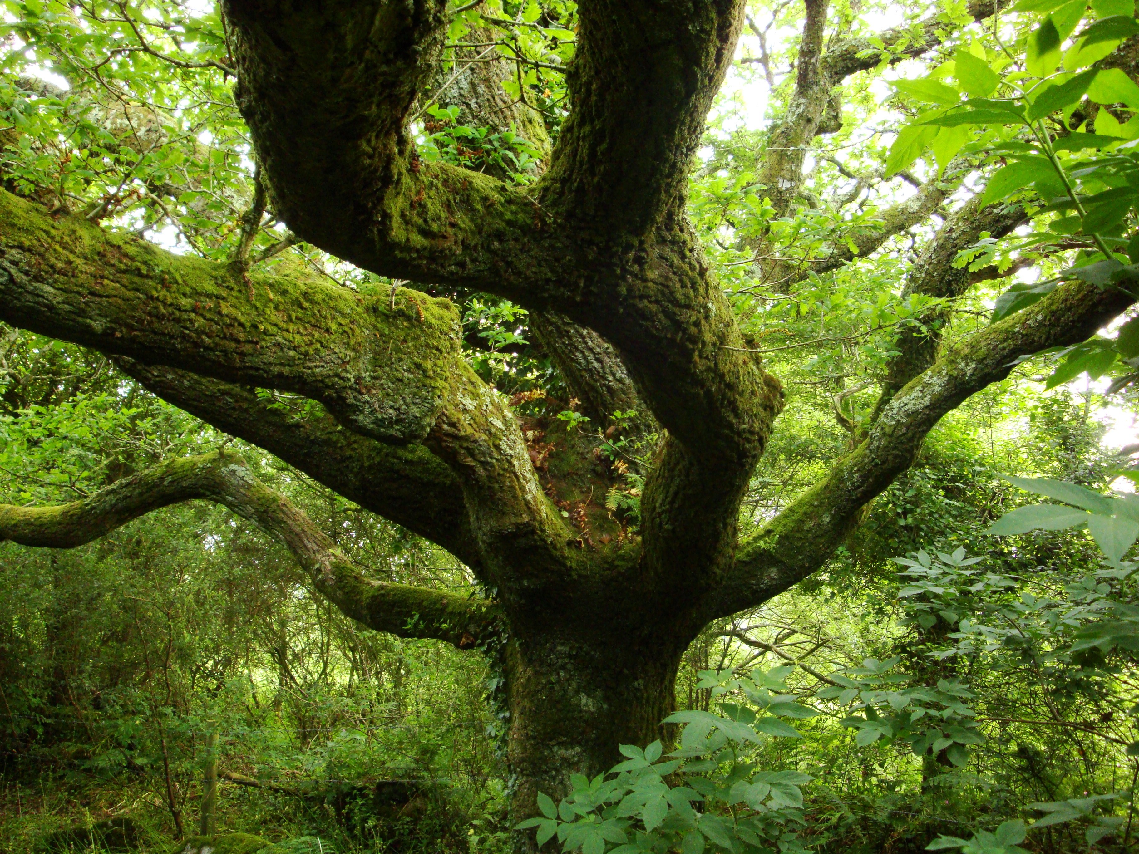ancient moss-covered tree in forest
