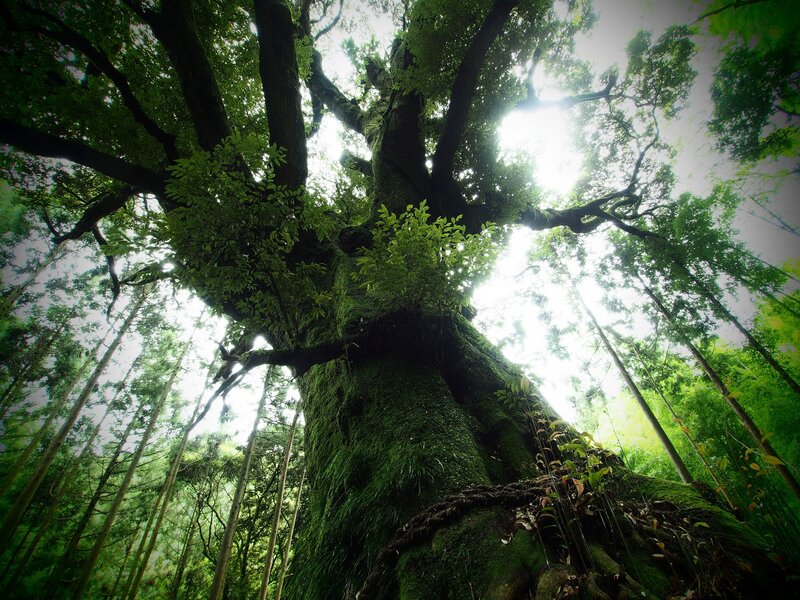 ancient moss-covered tree