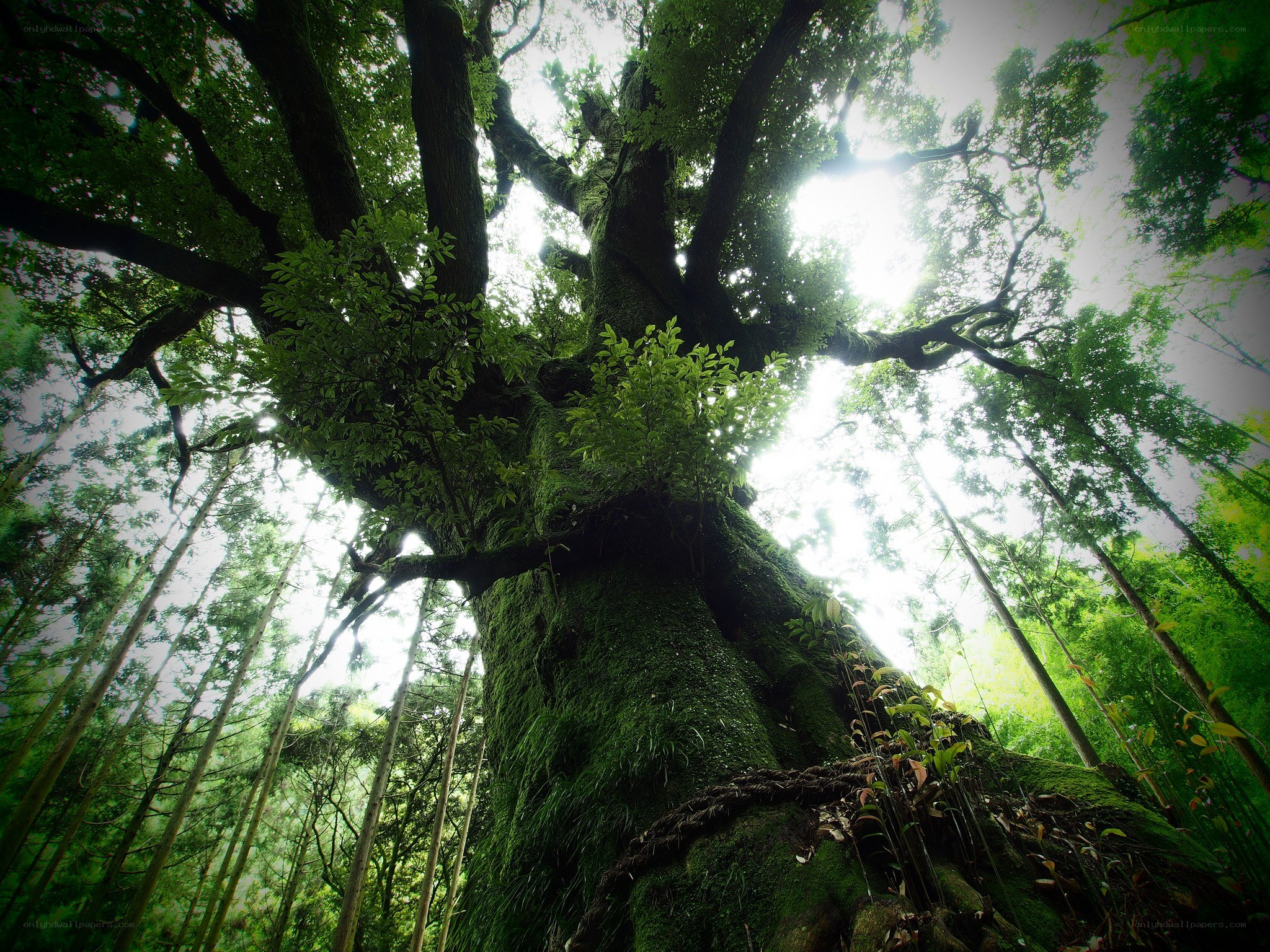 ancient moss-covered tree