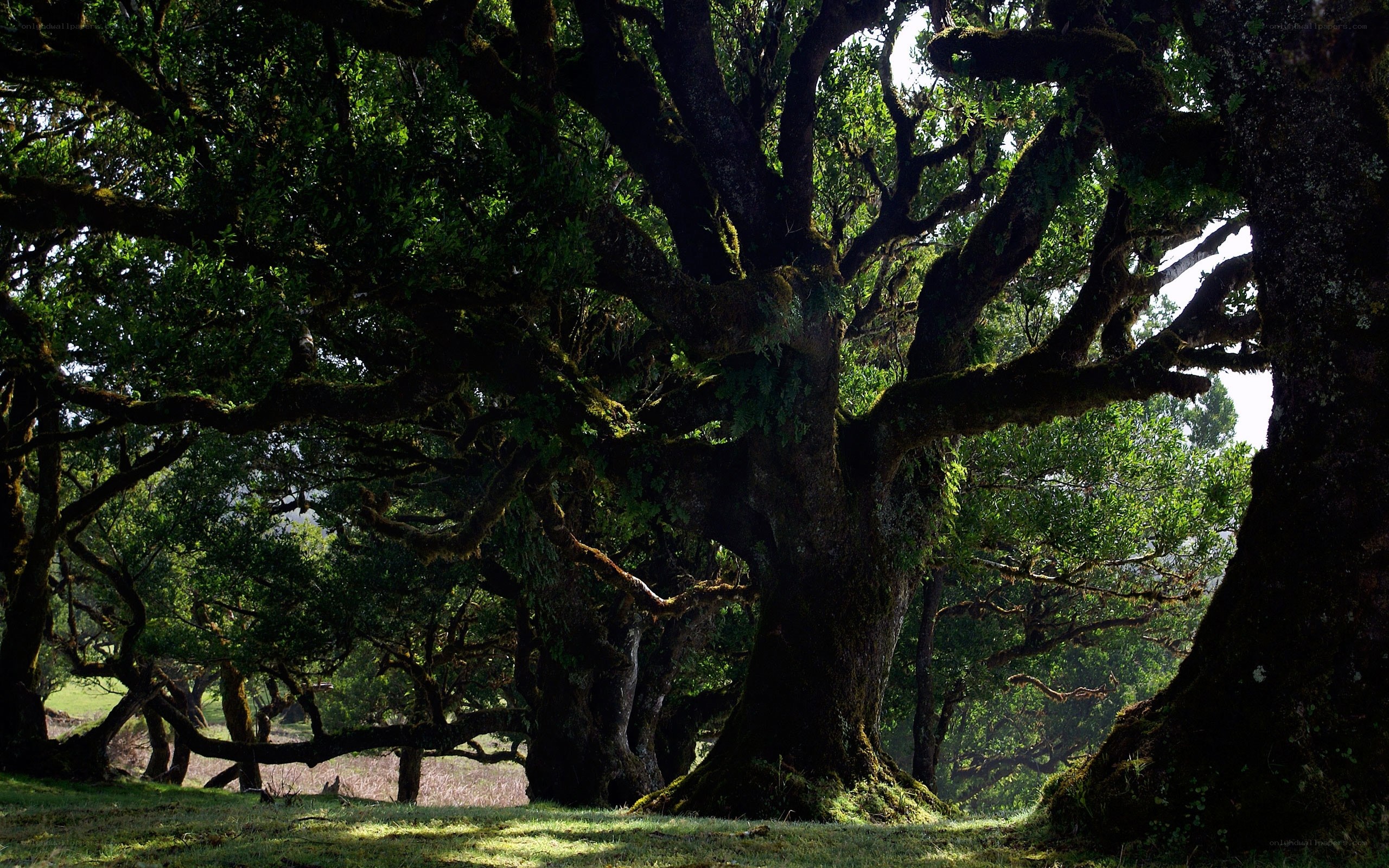 Ancient moss-covered trees in forest