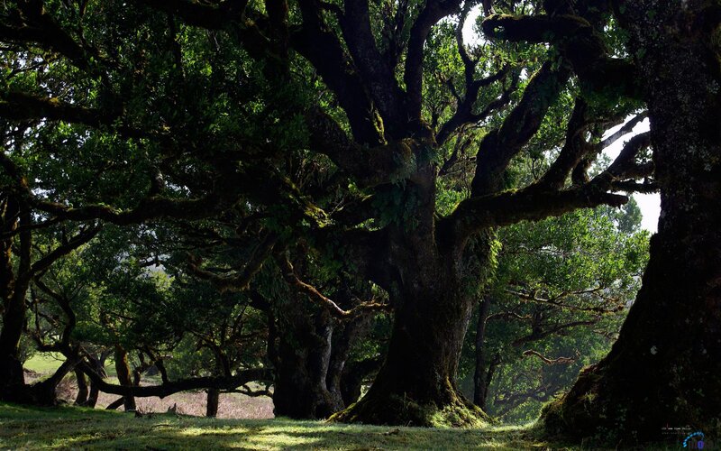 Ancient Moss-covered Trees