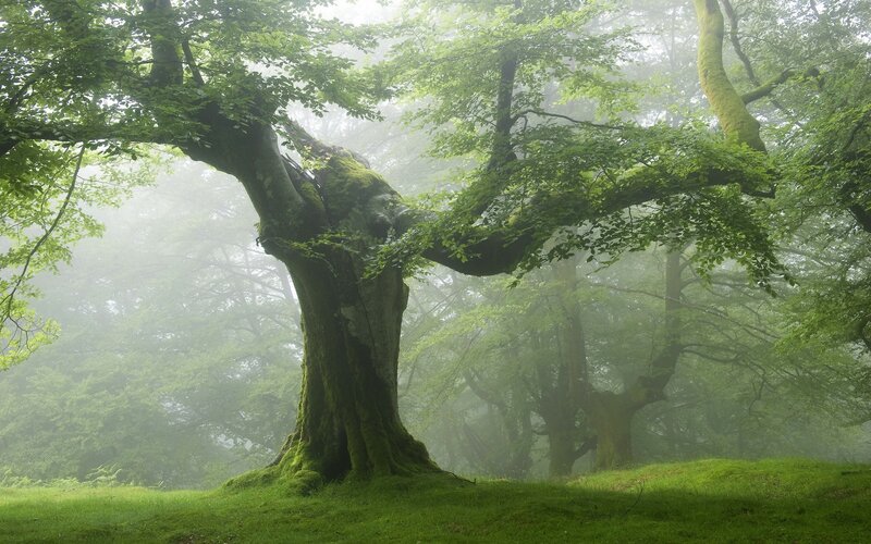 Ancient Mossy Tree — Green, Misty, Morning