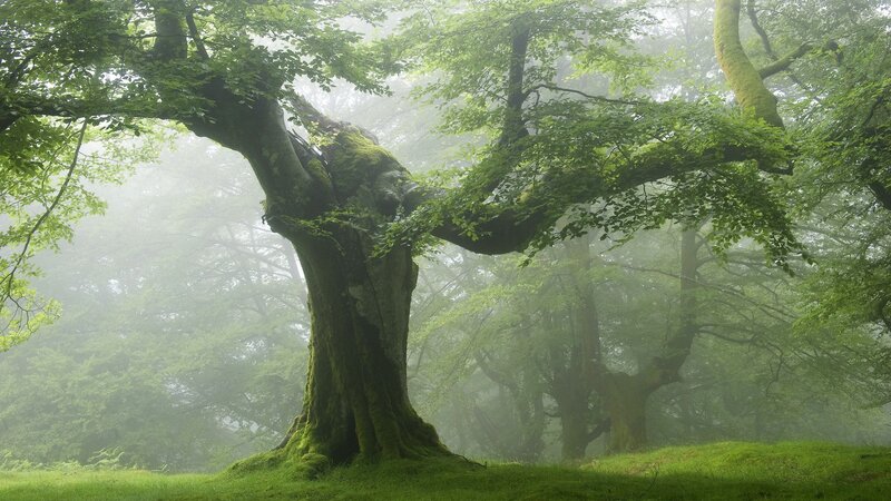 Ancient Mossy Tree — Green, Misty