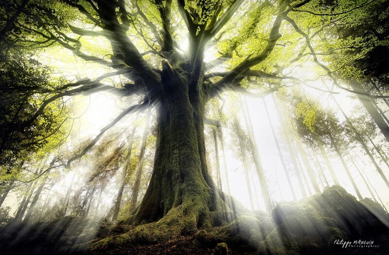 Ancient Mossy Tree — Green, Serene, Morning, Photograph, Forest