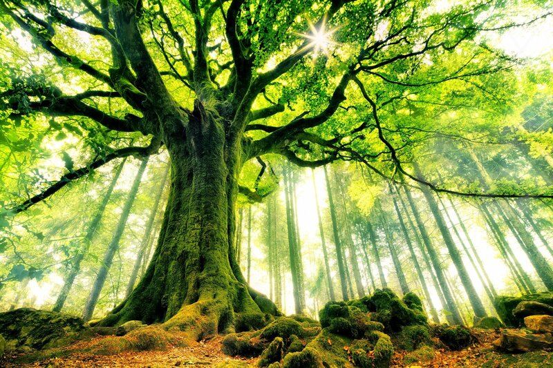 Ancient Mossy Tree — Green, Serene, Morning, Photograph