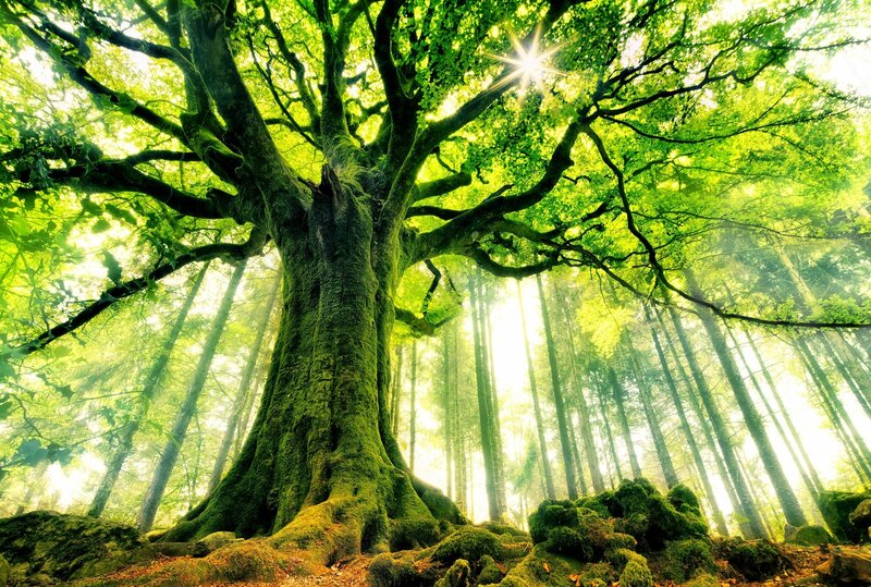Ancient Mossy Tree — Green, Serene, Morning