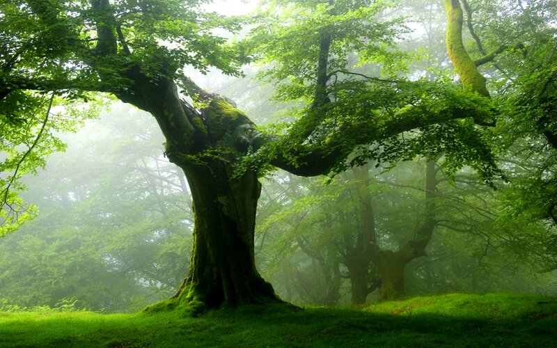 Ancient Mossy Tree — Green, Serene