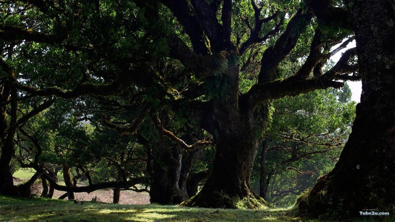 Ancient Mossy Trees — Green, Serene, Afternoon