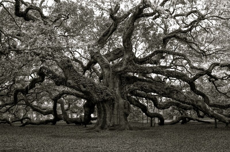 Ancient Oak Tree — Black