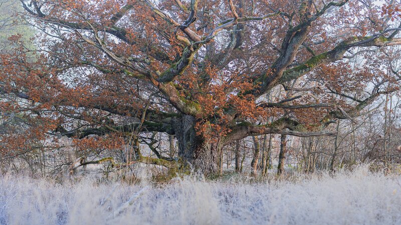 Ancient Oak Tree — Brown
