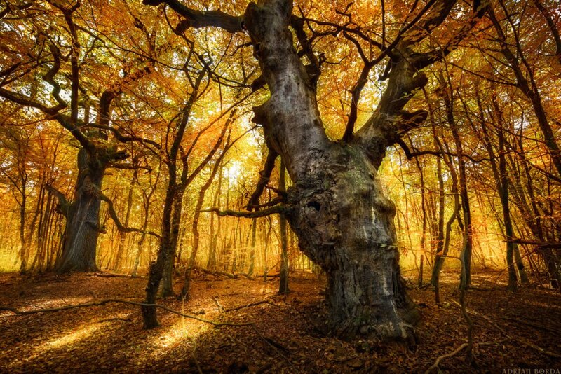 Ancient Oak Tree — Gold