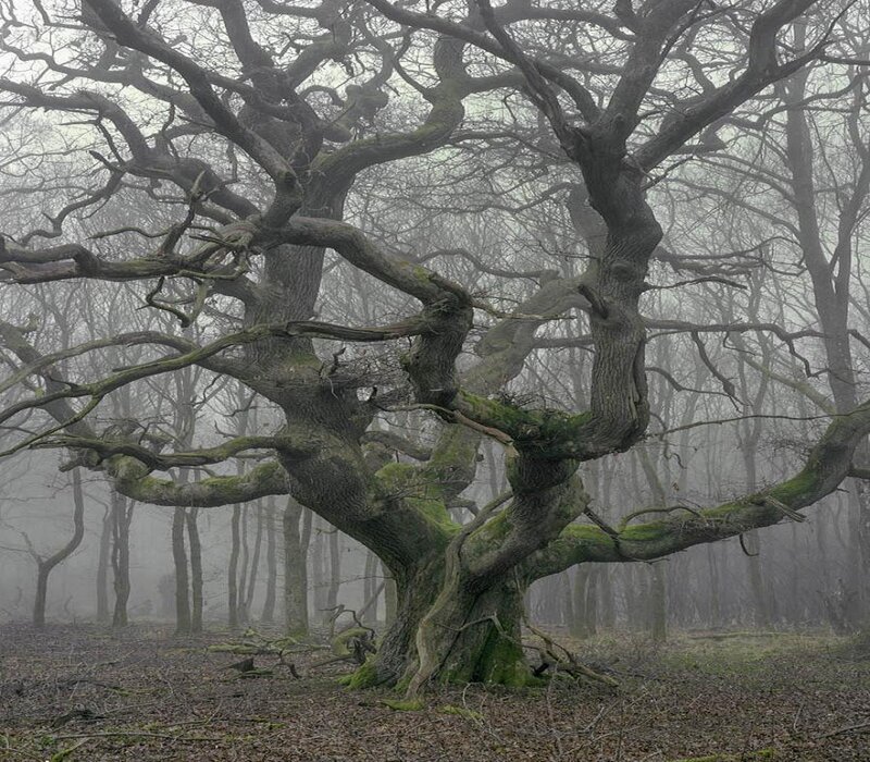 Ancient Oak Tree — Green, Mysterious