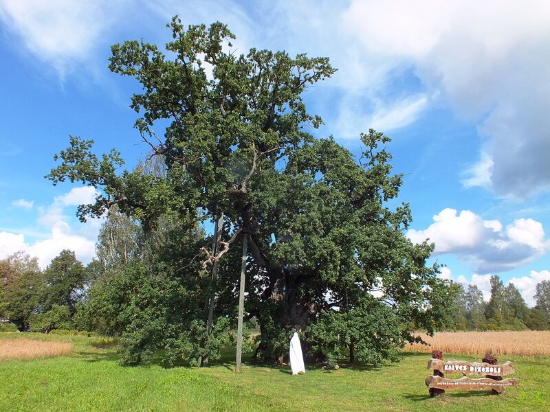 Ancient Oak Tree — Green, Serene, Afternoon, Photograph, Bench