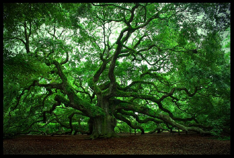 Ancient Oak Tree — Green, Serene, Afternoon, Photograph, Moss