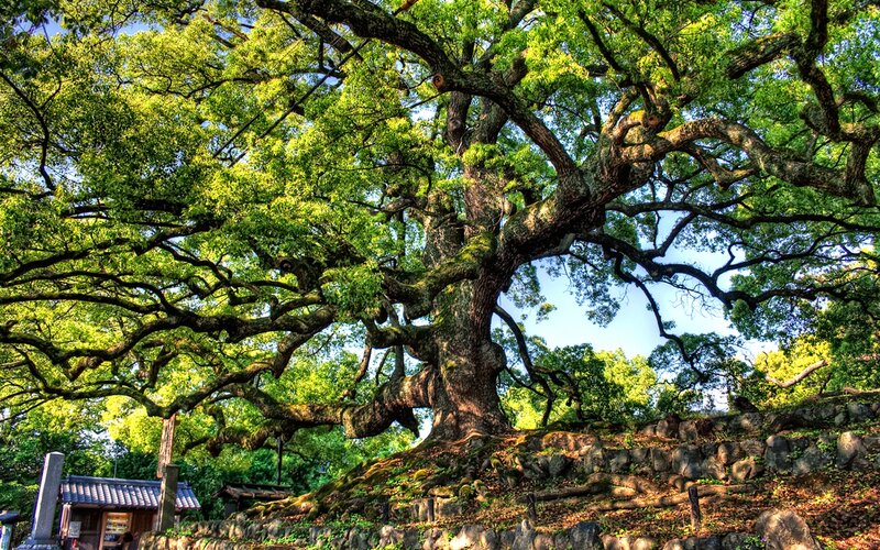 Ancient Oak Tree — Green, Serene, Afternoon, Photograph, Stone Wall