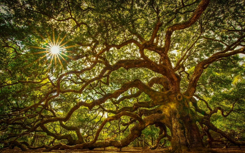 Ancient Oak Tree — Green, Serene, Afternoon, Photograph, Sun
