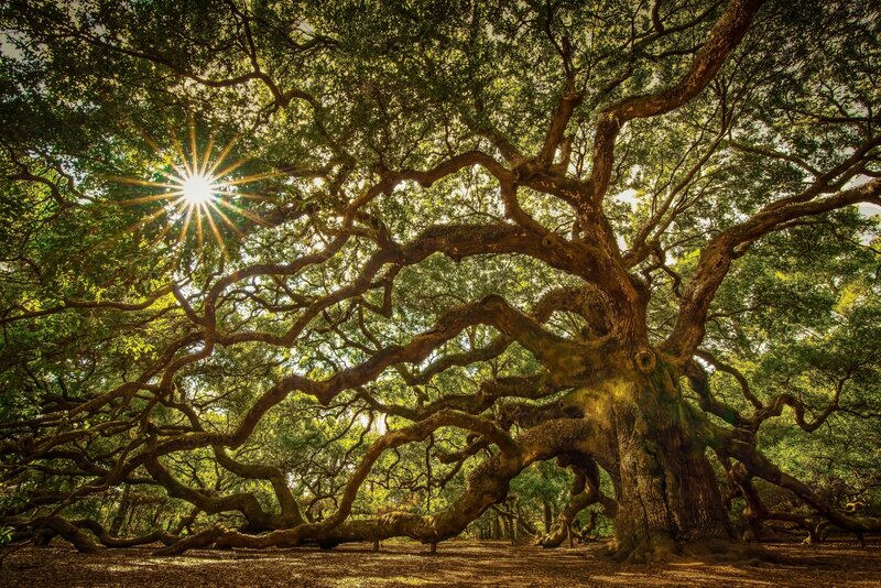 Ancient Oak Tree — Green, Serene, Afternoon, Photograph, Sunlight, Branches