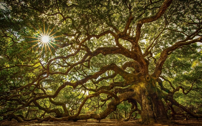 Ancient Oak Tree — Green, Serene, Afternoon, Photograph, Sunlight