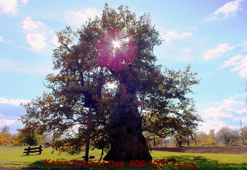 Ancient Oak Tree — Green, Serene, Afternoon, Photograph