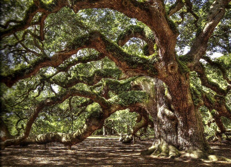 Ancient Oak Tree — Green, Serene, Afternoon
