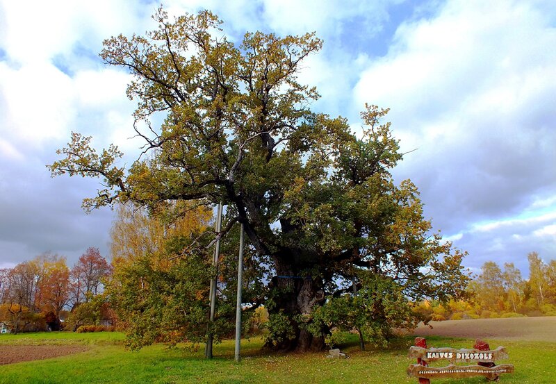 Ancient Oak Tree — Green, Serene, Autumn, Photograph, Bench