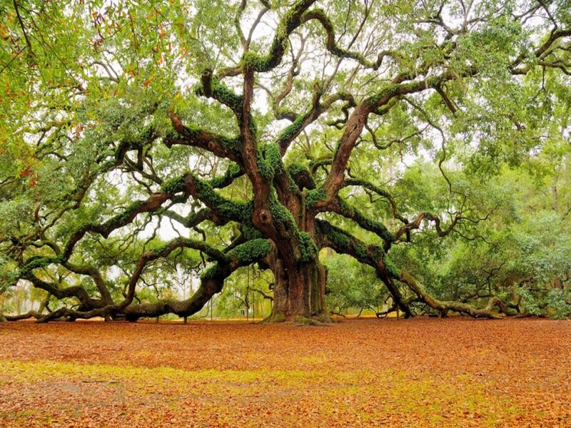 Ancient Oak Tree — Green, Serene, Autumn, Photograph