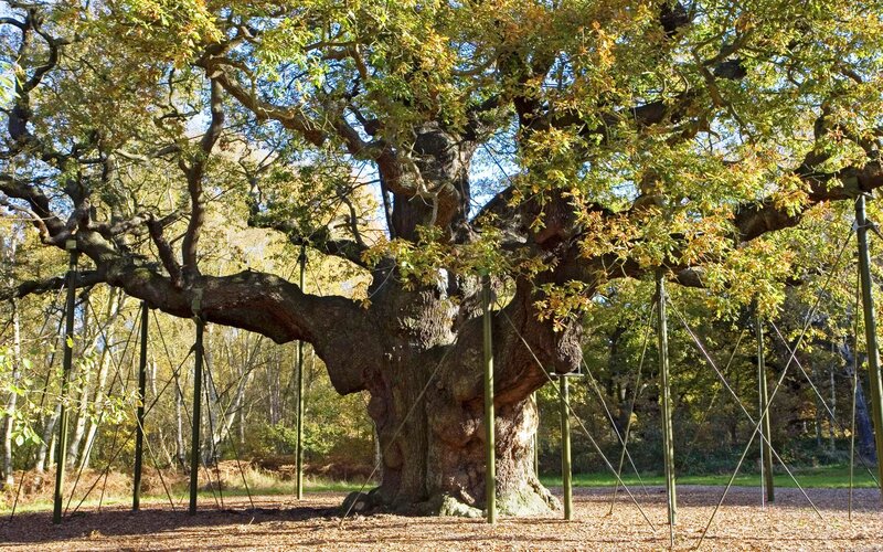 Ancient Oak Tree — Green, Serene, Autumn
