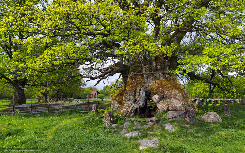 Ancient Oak Tree — Green, Serene, Spring