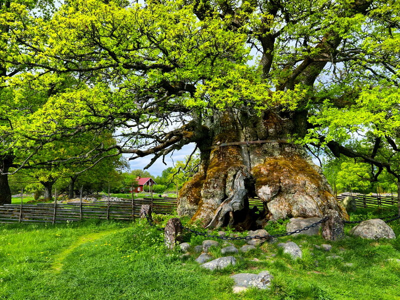 Ancient Oak Tree — Green, Serene, Summer