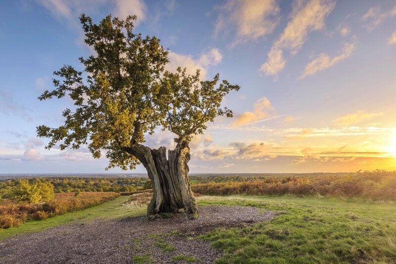 Ancient Oak Tree — Green, Serene, Sunset