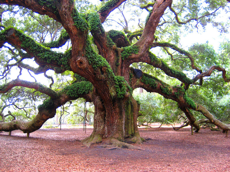 Ancient Oak Tree — Green, Serene