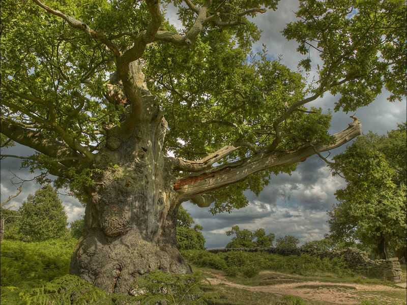 Ancient Oak Tree — Green