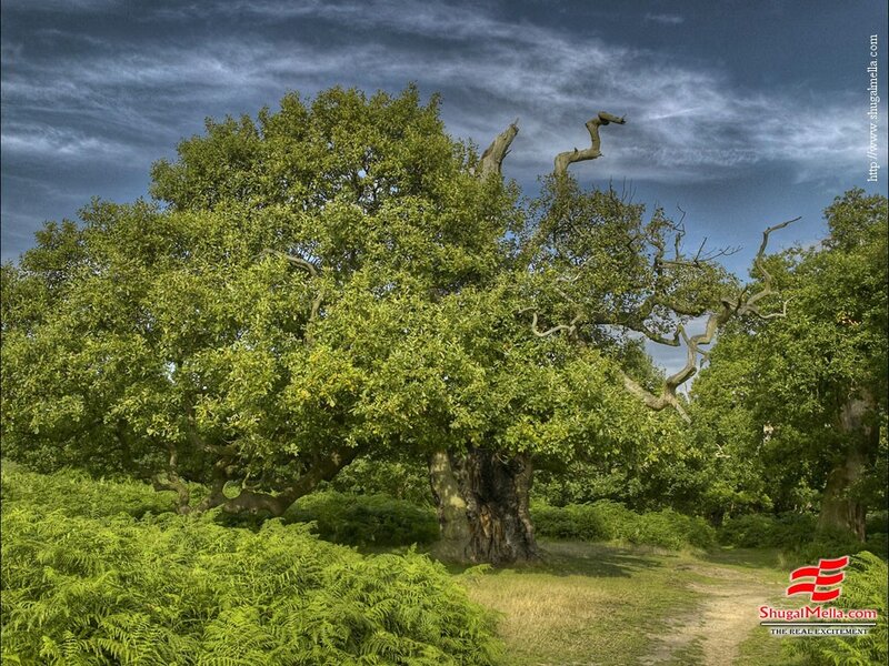 Ancient oak tree in a forest