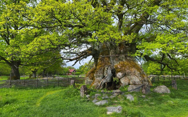 Ancient oak tree in a green field