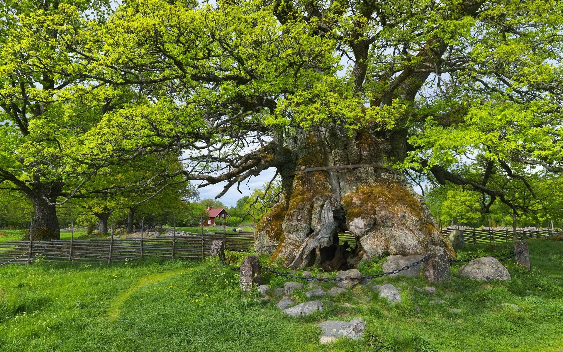 Ancient oak tree in a green field