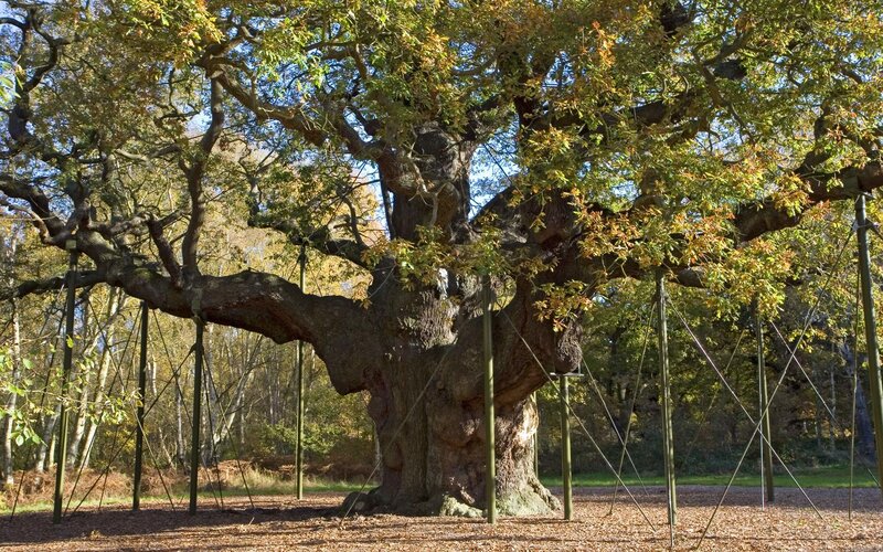 ancient oak tree in autumn